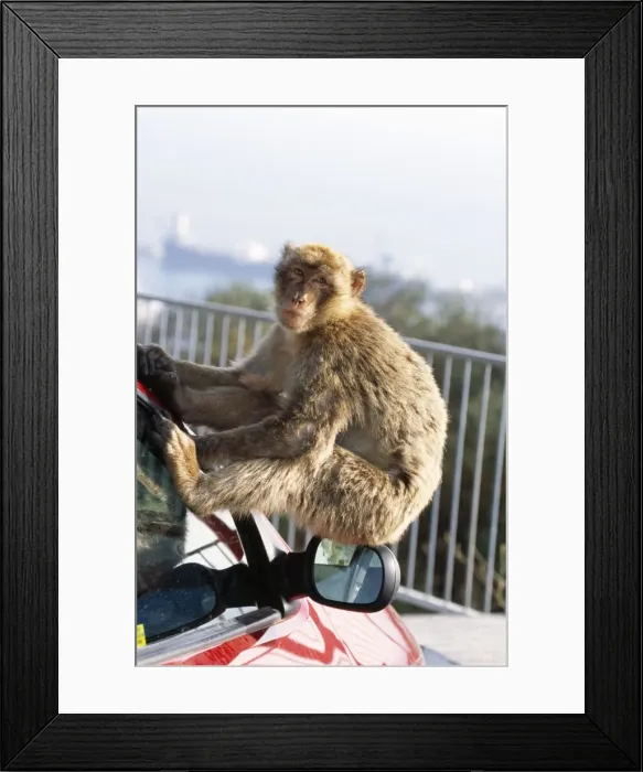 Framed Print : Barbary Ape - On Car. IUCN Vulnerable Gibraltar Framed Print : Barbary Ape - On Car. IUCN Vulnerable Gibraltar