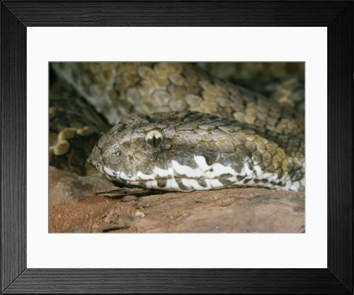 Framed Print : Death Adder Framed Print : Death Adder