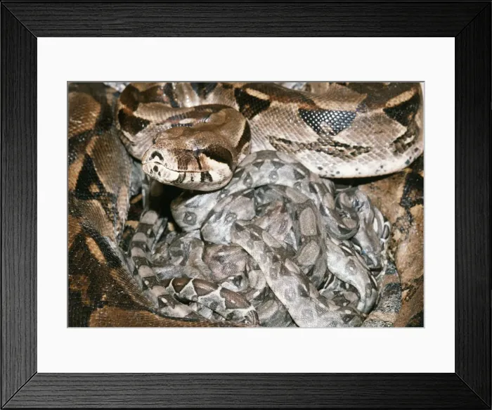Framed Print : Boa Constrictor - with newborn young Framed Print : Boa Constrictor - with newborn young