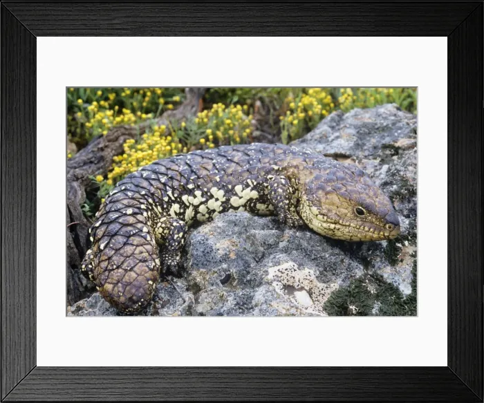 Framed Print : Shingleback Lizard Australia Framed Print : Shingleback Lizard Australia