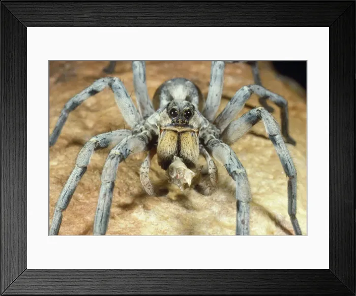 Framed Print : Trapdoor Spider - eating prey (Grasshopper) Framed Print : Trapdoor Spider - eating prey (Grasshopper)