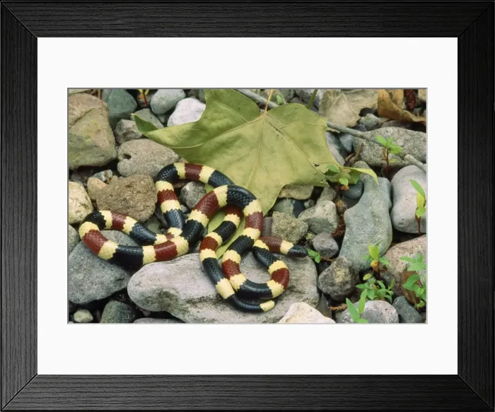 Framed Print : Western Coral Snake USA Framed Print : Western Coral Snake USA