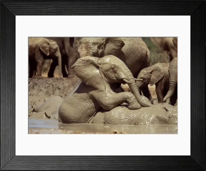 Framed Print : African Elephant South Africa Framed Print : African Elephant South Africa