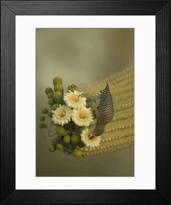 Framed Print : Gila Woodpecker Feeding on nectar and insects in the Saguaro cactus blossom - helps pollinate cactus - makes holes in Saguaro cactus for their nests which are then used by other birds Common Sonoran desert resident