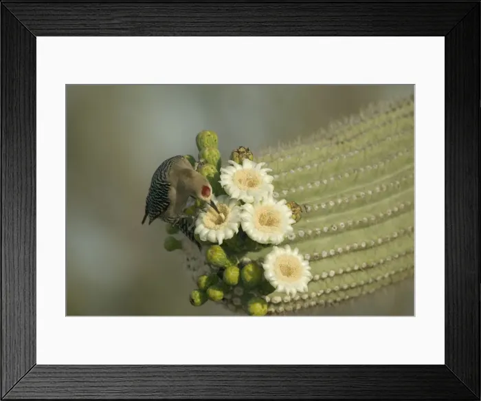 Framed Print : Gila Woodpecker Feeding on nectar and insects in the Saguaro cactus blossom - helps pollinate cactus - makes holes in Saguaro cactus for their nests which are then used by other birds Common Sonoran desert resident Framed Print : Gila Woodpecker Feeding on nectar and insects in the Saguaro cactus blossom - helps pollinate cactus - makes holes in Saguaro cactus for their nests which are then used by other birds Common Sonoran desert resident