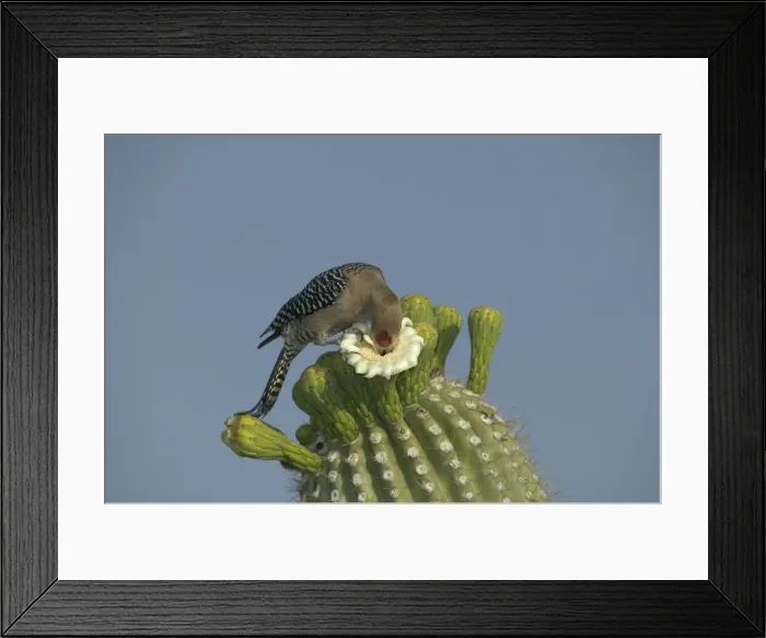 Framed Print : Gila Woodpecker Feeding on nectar and insects in the Saguaro cactus blossom - helps pollinate cactus - makes holes in Saguaro cactus for their nests which are then used by other birds Common Sonoran desert resident Framed Print : Gila Woodpecker Feeding on nectar and insects in the Saguaro cactus blossom - helps pollinate cactus - makes holes in Saguaro cactus for their nests which are then used by other birds Common Sonoran desert resident