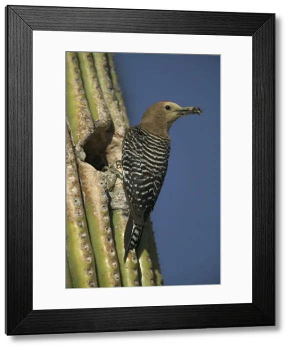 Framed Print : Gila Woodpecker At nest in Cactus with food in beak Feeds on nectar and insects in the Saguaro cactus blossom - helps pollinate cactus - makes holes in Saguaro cactus for their nests which are then used by other Framed Print : Gila Woodpecker At nest in Cactus with food in beak Feeds on nectar and insects in the Saguaro cactus blossom - helps pollinate cactus - makes holes in Saguaro cactus for their nests which are then used by other