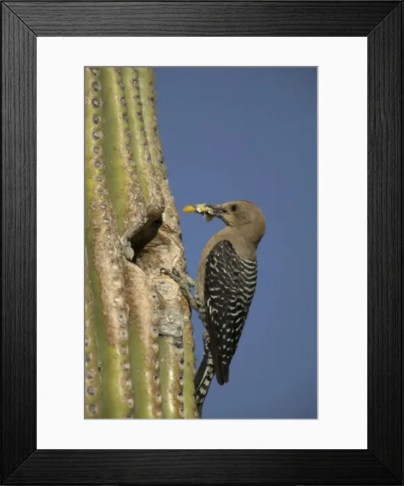 Framed Print : Gila Woodpecker At nest in Cactus with food in beak Feeds on nectar and insects in the Saguaro cactus blossom - helps pollinate cactus - makes holes in Saguaro cactus for their nests which are then used by other Framed Print : Gila Woodpecker At nest in Cactus with food in beak Feeds on nectar and insects in the Saguaro cactus blossom - helps pollinate cactus - makes holes in Saguaro cactus for their nests which are then used by other