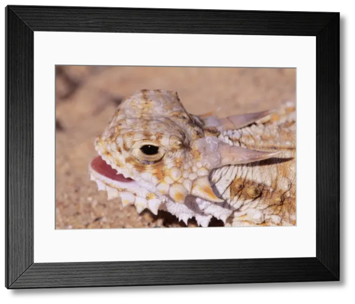 Framed Print : Flat-tailed Horned Lizard - proposed endangered species California, USA Framed Print : Flat-tailed Horned Lizard - proposed endangered species California, USA