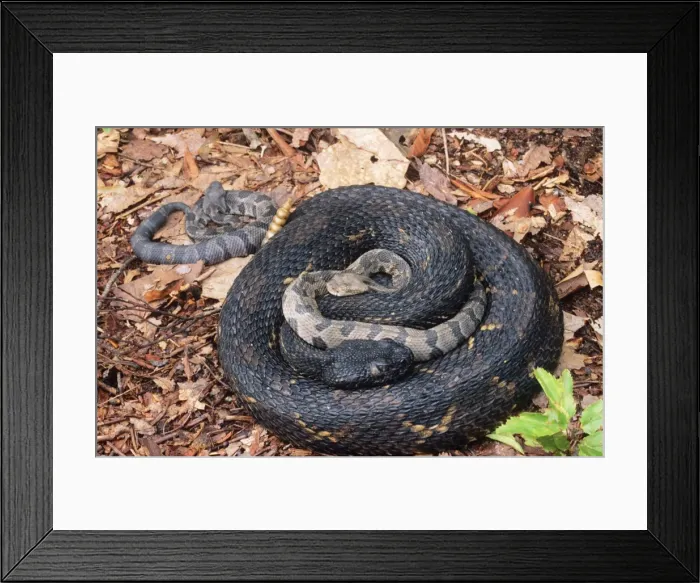 Framed Print : Timber Rattlesnakes - adult & young USA Framed Print : Timber Rattlesnakes - adult & young USA