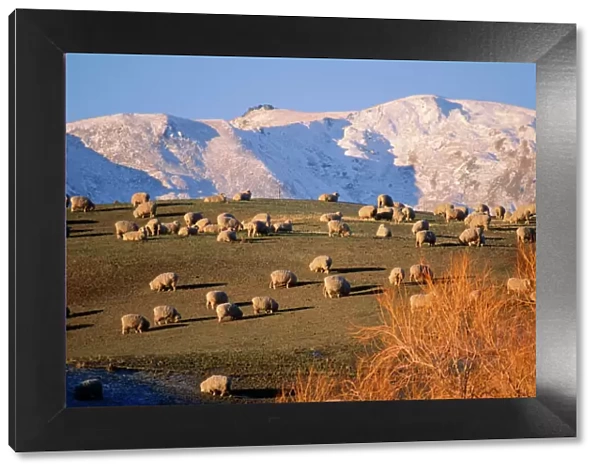 New Zealand - Domestic sheep grazing Southern Island, showing Mountain backdrop