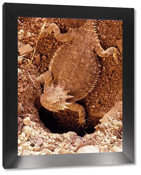 Regal Horned Lizard Female, constructing nest. Arizona, USA