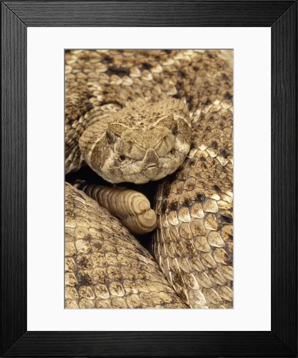 Framed Print : Western Diamondback Rattlesnake - Coiled, close-up showing head & rattle. Texas, USA Framed Print : Western Diamondback Rattlesnake - Coiled, close-up showing head & rattle. Texas, USA