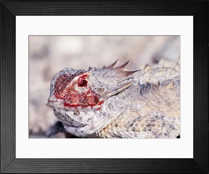Framed Print : Regal Horned Lizard - Discharging blood from eye, defensive behaviour Framed Print : Regal Horned Lizard - Discharging blood from eye, defensive behaviour