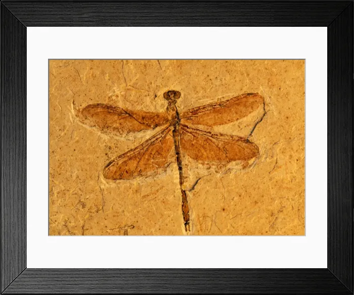 Framed Print : Fossil - Dragonfly Early cretaceous, Brazil. Santana formation