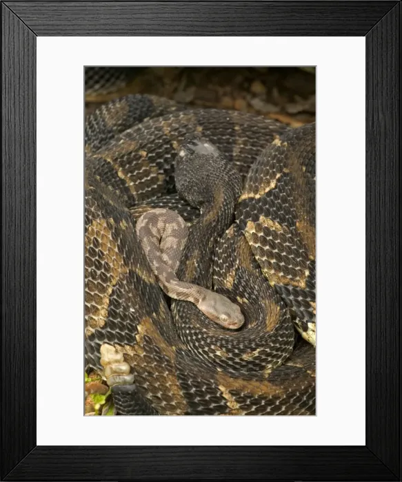 Framed Print : Timber Rattlesnakes - Adult females with newborn young, parental care - Venomous pitvipers, widely distributed throughout eastern United States. Legally protected in 8 of 32 states in which it occurs Framed Print : Timber Rattlesnakes - Adult females with newborn young, parental care - Venomous pitvipers, widely distributed throughout eastern United States. Legally protected in 8 of 32 states in which it occurs