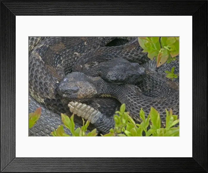 Framed Print : Timber Rattlesnakes- Emerging from hibernation at den site. Venomous pitvipers, widely distributed throughout eastern United States. Legally protected in 8 of 32 states in which it occurs Framed Print : Timber Rattlesnakes- Emerging from hibernation at den site. Venomous pitvipers, widely distributed throughout eastern United States. Legally protected in 8 of 32 states in which it occurs
