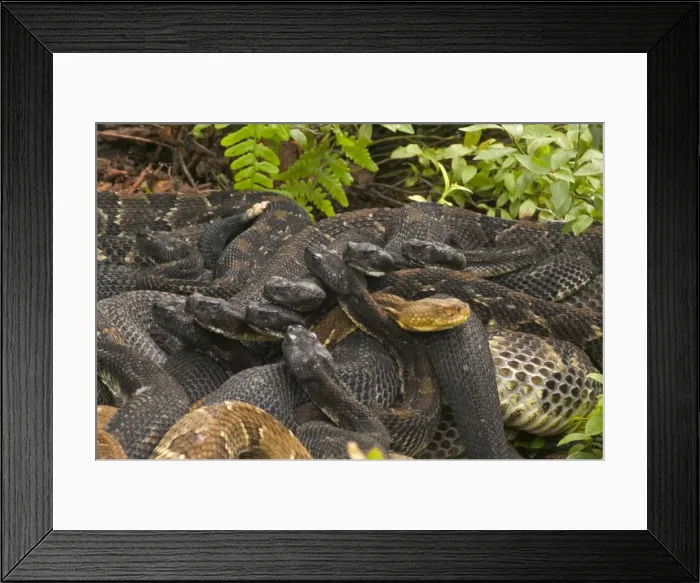 Framed Print : Timber Rattlesnakes - Gravid females basking to bring young to term. Venomous pitvipers, widely distributed throughout eastern United States. Legally protected in 8 of 32 states in which it occurs Framed Print : Timber Rattlesnakes - Gravid females basking to bring young to term. Venomous pitvipers, widely distributed throughout eastern United States. Legally protected in 8 of 32 states in which it occurs