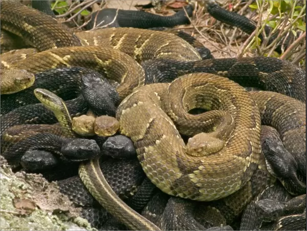 Timber Rattlesnakes - Gravid females basking to bring young to term. Venomous pitvipers, widely distributed throughout eastern United States. Legally protected in 8 of 32 states in which it occurs