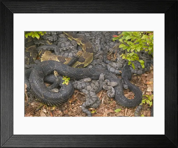 Framed Print : Timber Rattlesnakes - Adult females with newborn young, parental care. Venomous pitvipers, widely distributed throughout eastern United States. Legally protected in 8 of 32 states in which it occurs Framed Print : Timber Rattlesnakes - Adult females with newborn young, parental care. Venomous pitvipers, widely distributed throughout eastern United States. Legally protected in 8 of 32 states in which it occurs