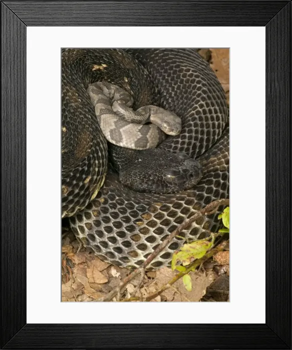 Framed Print : Timber Rattlesnakes - Adult females with newborn young, parental care. Venomous pitvipers, widely distributed throughout eastern United States. Legally protected in 8 of 32 states in which it occurs Framed Print : Timber Rattlesnakes - Adult females with newborn young, parental care. Venomous pitvipers, widely distributed throughout eastern United States. Legally protected in 8 of 32 states in which it occurs