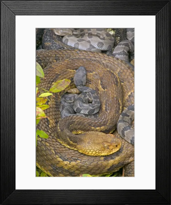 Framed Print : Timber Rattlesnakes - Adult females with newborn young, parental care. Venomous pitvipers, widely distributed throughout eastern United States. Legally protected in 8 of 32 states in which it occurs Framed Print : Timber Rattlesnakes - Adult females with newborn young, parental care. Venomous pitvipers, widely distributed throughout eastern United States. Legally protected in 8 of 32 states in which it occurs