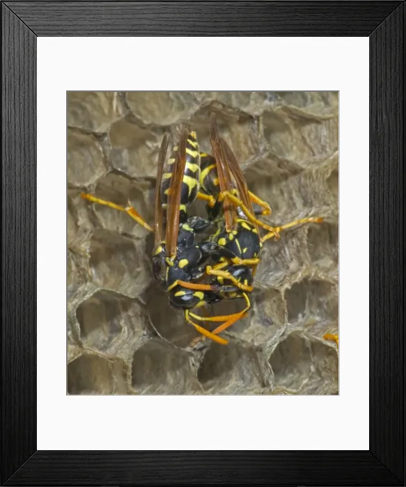 Framed Print : European Paper Wasps -female being fed by female, feeding regurgitated caterpillars, nectar or water Example of trophallaxis, sharing of food or mutual feeding behaviour Introduced to Boston area Framed Print : European Paper Wasps -female being fed by female, feeding regurgitated caterpillars, nectar or water Example of trophallaxis, sharing of food or mutual feeding behaviour Introduced to Boston area