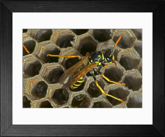 Framed Print : European Paper Wasps - female, laying egg Introduced to Boston area from central Europe in 1980's- presently occurs coast to coast in the U. S. A Framed Print : European Paper Wasps - female, laying egg Introduced to Boston area from central Europe in 1980's- presently occurs coast to coast in the U. S. A