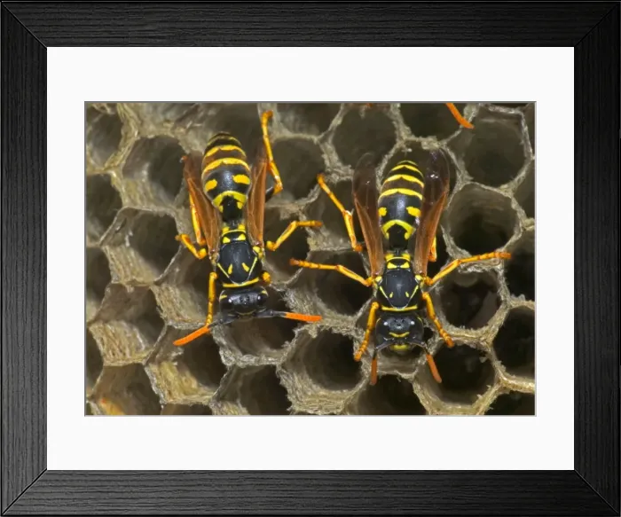 Framed Print : European Paper Wasps - two females Introduced to Boston area from central Europe in 1980's- presently occurs coast to coast in the U. S. A Framed Print : European Paper Wasps - two females Introduced to Boston area from central Europe in 1980's- presently occurs coast to coast in the U. S. A