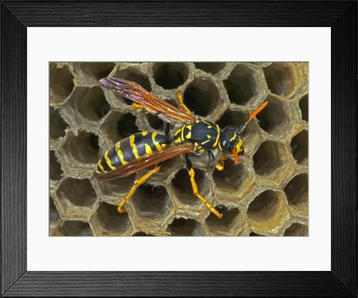 Framed Print : European Paper Wasps - female Introduced to Boston area from central Europe in 1980's- presently occurs coast to coast in the U. S. A. where it displaces native species- nests in open combs-primitive eusocial wasp-annual life cycle Framed Print : European Paper Wasps - female Introduced to Boston area from central Europe in 1980's- presently occurs coast to coast in the U. S. A. where it displaces native species- nests in open combs-primitive eusocial wasp-annual life cycle