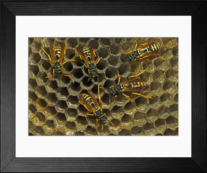 Framed Print : European Paper Wasps - female Introduced to Boston area from central Europe in 1980's- presently occurs coast to coast in the U. S. A. where it displaces native species- nests in open combs-primitive eusocial wasp-annual life cycle Framed Print : European Paper Wasps - female Introduced to Boston area from central Europe in 1980's- presently occurs coast to coast in the U. S. A. where it displaces native species- nests in open combs-primitive eusocial wasp-annual life cycle