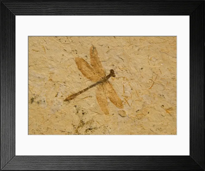 Framed Print : Fossil - Dragonfly - Species unknown E50T3831 Framed Print : Fossil - Dragonfly - Species unknown E50T3831