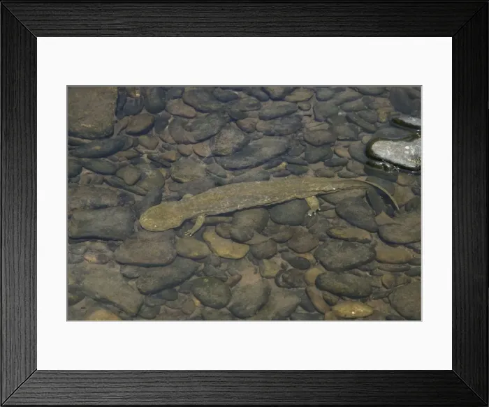 Framed Print : Hellbender - Underwater. Almost always found in rivers and larger streams where water is running and ample shelter is available in the form of large rocks snags or debris- may somtimes be caught by slowly overturning or moving large rocks in clear Framed Print : Hellbender - Underwater. Almost always found in rivers and larger streams where water is running and ample shelter is available in the form of large rocks snags or debris- may somtimes be caught by slowly overturning or moving large rocks in clear