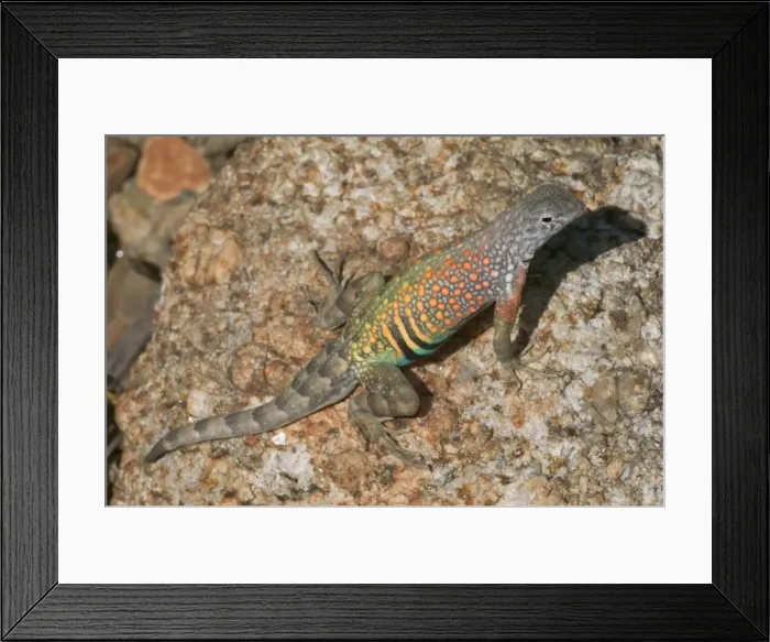 Framed Print : Greater Earless Lizard - Male in breeding colors-lives in middle elevations of Arizona, New Mexico and Texas-eats insects and spiders. E50T9444 Framed Print : Greater Earless Lizard - Male in breeding colors-lives in middle elevations of Arizona, New Mexico and Texas-eats insects and spiders. E50T9444