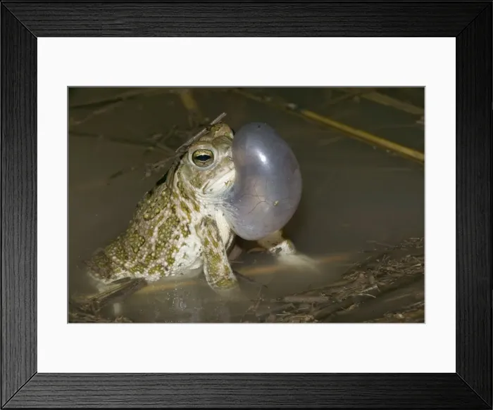Framed Print : Great Plains Toad - Male calling to attract female-often breeding after heavy rain in summer-when inflated, vocal sac is sausage-shaped, 1 / 3 size of body-inhabits prairies or deserts. Arizona, USA E50T0288 Framed Print : Great Plains Toad - Male calling to attract female-often breeding after heavy rain in summer-when inflated, vocal sac is sausage-shaped, 1 / 3 size of body-inhabits prairies or deserts. Arizona, USA E50T0288