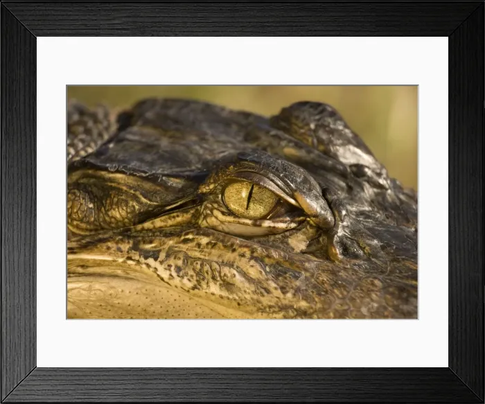 Framed Print : American Alligator - Close-up of eye. Louisiana - Native to southeastern United States - Most abundant in the coastal marshes of Louisiana - Has been known to reach lengths of nearly 20 feet but such individuals are extremely rare today - No Framed Print : American Alligator - Close-up of eye. Louisiana - Native to southeastern United States - Most abundant in the coastal marshes of Louisiana - Has been known to reach lengths of nearly 20 feet but such individuals are extremely rare today - No