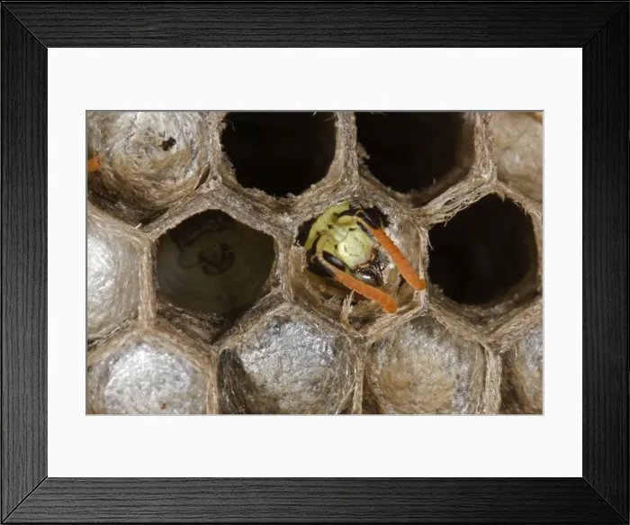 Framed Print : European Paper Wasps - Male emerging as adult - Being fed by female - Introduced to Boston area from central Europe in 1980's- Presently occurs coast to coast in the U. S. A