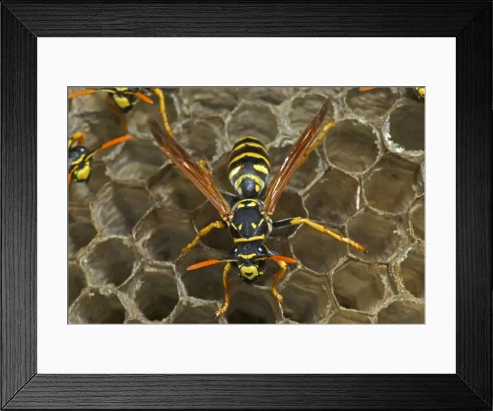 Framed Print : European Paper Wasps - female - Introduced to Boston area from central Europe in 1980's- presently occurs coast to coast in the U. S. A. where it displaces native species- nests in open combs-primitive eusocial wasp-annual life cycle Framed Print : European Paper Wasps - female - Introduced to Boston area from central Europe in 1980's- presently occurs coast to coast in the U. S. A. where it displaces native species- nests in open combs-primitive eusocial wasp-annual life cycle