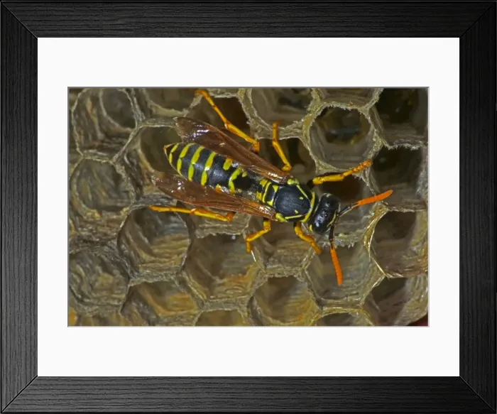 Framed Print : European Paper Wasps - female - Introduced to Boston area from central Europe in 1980's- presently occurs coast to coast in the U. S. A. where it displaces native species- nests in open combs-primitive eusocial wasp-annual life cycle Framed Print : European Paper Wasps - female - Introduced to Boston area from central Europe in 1980's- presently occurs coast to coast in the U. S. A. where it displaces native species- nests in open combs-primitive eusocial wasp-annual life cycle
