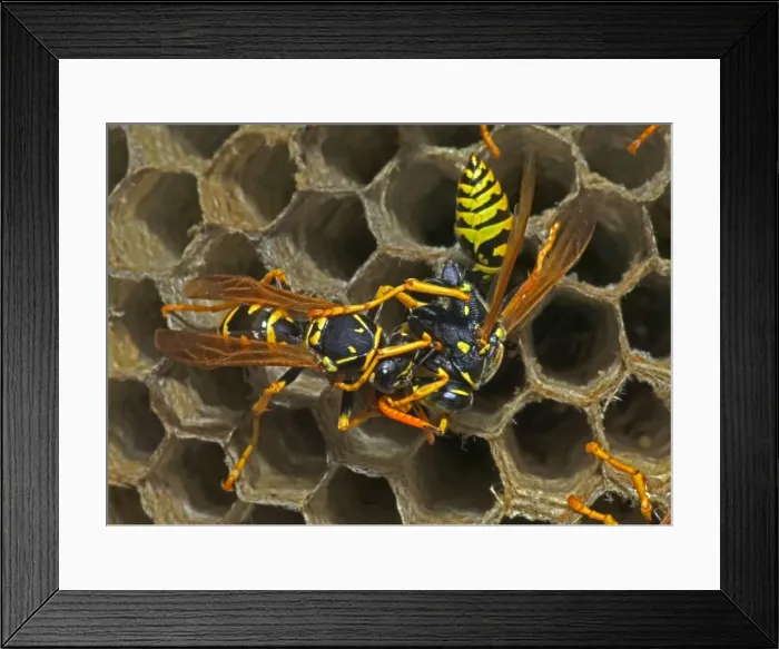 Framed Print : European Paper Wasps - Trophallaxis-{male (right) being fed by female (left)}-feeding regurgitated caterpillars-nectar or water - Introduced to Boston area from central Europe in 1980's- presently occurs coast to coast in the U. S. A Framed Print : European Paper Wasps - Trophallaxis-{male (right) being fed by female (left)}-feeding regurgitated caterpillars-nectar or water - Introduced to Boston area from central Europe in 1980's- presently occurs coast to coast in the U. S. A