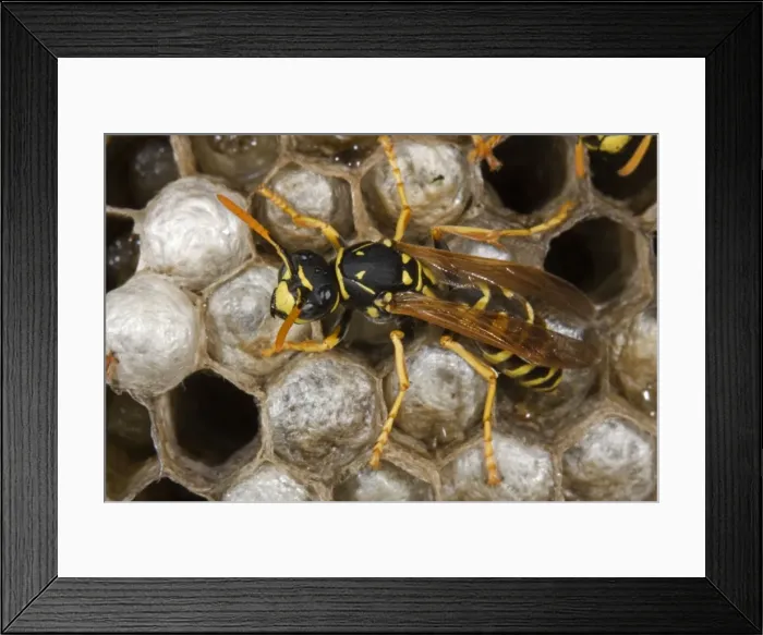Framed Print : European Paper Wasps - female. Introduced to Boston area from central Europe in 1980's- presently occurs coast to coast in the U. S. A. where it displaces native species- nests in open combs-primitive eusocial wasp-annual life cycle Framed Print : European Paper Wasps - female. Introduced to Boston area from central Europe in 1980's- presently occurs coast to coast in the U. S. A. where it displaces native species- nests in open combs-primitive eusocial wasp-annual life cycle