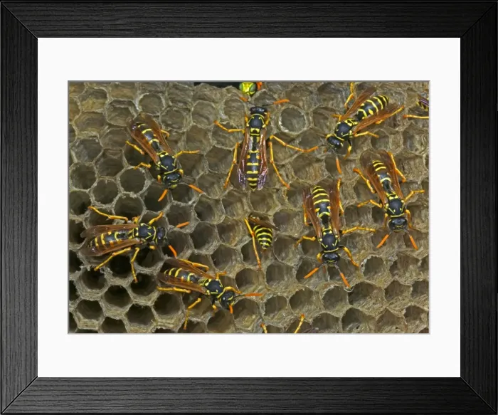Framed Print : European Paper Wasps - females - Introduced to Boston area from central Europe in 1980's- presently occurs coast to coast in the U. S. A. where it displaces native species- nests in open combs-primitive eusocial wasp-annual life cycle Framed Print : European Paper Wasps - females - Introduced to Boston area from central Europe in 1980's- presently occurs coast to coast in the U. S. A. where it displaces native species- nests in open combs-primitive eusocial wasp-annual life cycle
