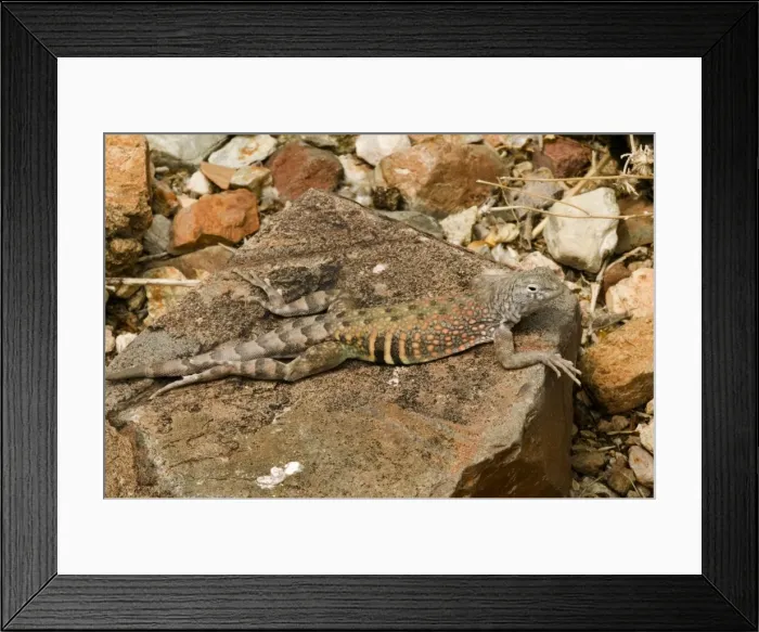 Framed Print : Greater Earless Lizard - male in breeding colors-lives in middle elevations of Arizona-New Mexico and Texas-eats insects and spiders. USA Framed Print : Greater Earless Lizard - male in breeding colors-lives in middle elevations of Arizona-New Mexico and Texas-eats insects and spiders. USA