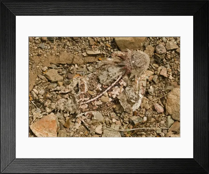 Framed Print : Regal Horned Lizard - Shedding skin and burying itself to keep cool - Largest horned lizard - Mostly found in Sonoran desert - Camouflaged in desert rocks and sand - Eats ants- Arizona, USA Framed Print : Regal Horned Lizard - Shedding skin and burying itself to keep cool - Largest horned lizard - Mostly found in Sonoran desert - Camouflaged in desert rocks and sand - Eats ants- Arizona, USA