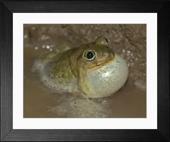 Framed Print : Couch's Spadefoot- Male calling to attract female-breeds chiefly from May to Sept in periods of rainfall-occurs in shortgrass prairie, mesquite savanna, creosote bush desert, thorn forest, tropical deciduous forest Framed Print : Couch's Spadefoot- Male calling to attract female-breeds chiefly from May to Sept in periods of rainfall-occurs in shortgrass prairie, mesquite savanna, creosote bush desert, thorn forest, tropical deciduous forest