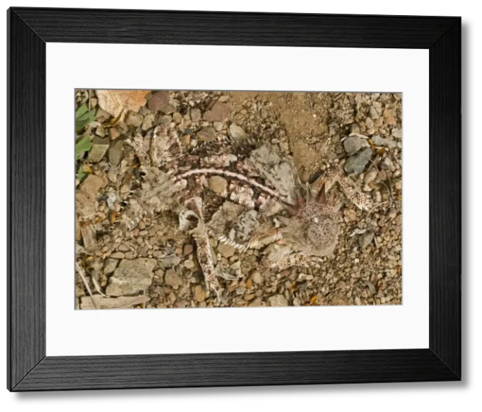 Framed Print : Regal Horned Lizard - Shedding skin and burying self to keep cool - Largest horned lizard - Mostly found in Sonoran desert - Camouflaged in desert rocks and sand - Eats ants, Arizona, USA Framed Print : Regal Horned Lizard - Shedding skin and burying self to keep cool - Largest horned lizard - Mostly found in Sonoran desert - Camouflaged in desert rocks and sand - Eats ants, Arizona, USA