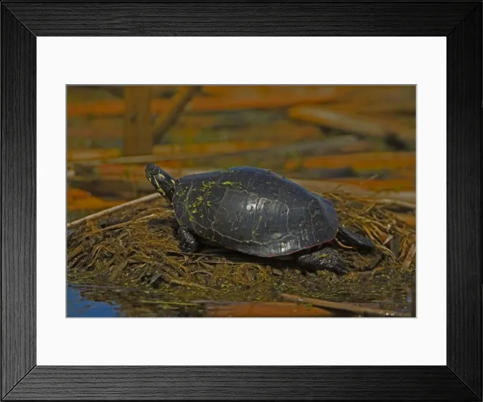 Framed Print : Painted Turtle - New York, USA - An aquatic turtle that freguents ponds-marshes-small lakes-ditches and streams where water is quiet or sluggish and the bottom sandy or muddy - Often seen sunning on mudbanks-logs or rocks near water - Eats aquatic Framed Print : Painted Turtle - New York, USA - An aquatic turtle that freguents ponds-marshes-small lakes-ditches and streams where water is quiet or sluggish and the bottom sandy or muddy - Often seen sunning on mudbanks-logs or rocks near water - Eats aquatic