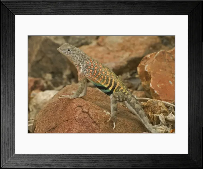 Framed Print : Greater Earless Lizard - male in breeding colors-lives in middle elevations of Arizona-New Mexico and Texas-eats insects and spiders. USA Framed Print : Greater Earless Lizard - male in breeding colors-lives in middle elevations of Arizona-New Mexico and Texas-eats insects and spiders. USA