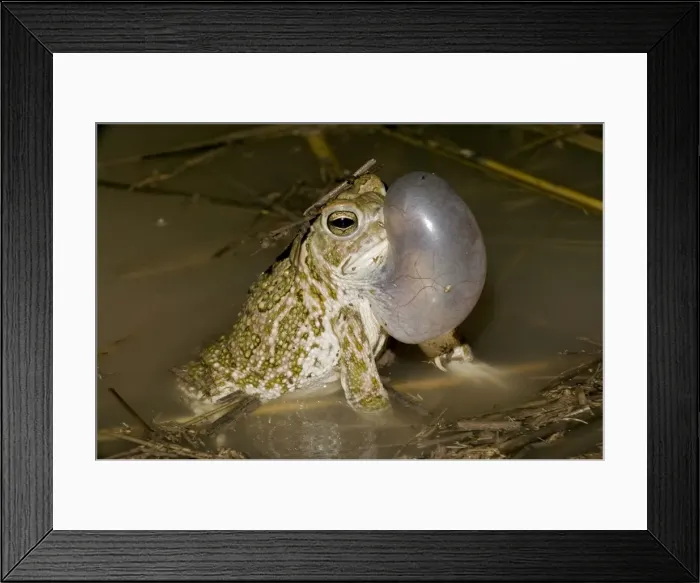 Framed Print : Great Plains Toad - Arizona - Male calling to attract female - Often breeding after heavy rain in summer - When inflated, vocal sac is sausage-shaped-1 / 3 size of body - Inhabits prairies or deserts Framed Print : Great Plains Toad - Arizona - Male calling to attract female - Often breeding after heavy rain in summer - When inflated, vocal sac is sausage-shaped-1 / 3 size of body - Inhabits prairies or deserts