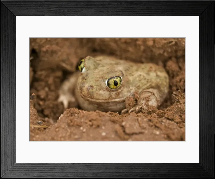 Framed Print : Couch Spadefoot - Arizona, USA - Burrowing by backing into the ground by pushing dirt with their spades while rotating the body - Dry periods are spent in self-made burrows or those of gophers-squirrels or kangaroo rats - Breeds chiefly from May to Framed Print : Couch Spadefoot - Arizona, USA - Burrowing by backing into the ground by pushing dirt with their spades while rotating the body - Dry periods are spent in self-made burrows or those of gophers-squirrels or kangaroo rats - Breeds chiefly from May to